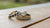 How Much Should I Pay for a Promise Ring? A Comprehensive Guide