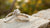 What is Better: White Gold or Platinum for Engagement Rings?