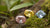 What Are the Rarest Colored Diamonds? A Comprehensive Guide to Nature's Most Unique Gems