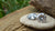 Is Moissanite Better Than Lab-Grown Diamond? A Comprehensive Comparison