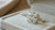 Is Cushion Cut Good? Exploring the Beauty and Benefits of Cushion Cut Diamonds