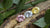 What's the Rarest Diamond Color? Understanding the Rarity and Value of Colored Diamonds
