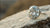 What is the Best Color Letter for a Diamond? A Guide to Choosing the Perfect Gem